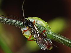 Ichneumon Wasp